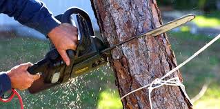 Best Soil Testing and Treatment  in Donna, TX