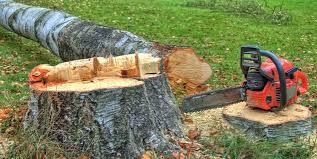 Best Tree Health Inspection  in Donna, TX