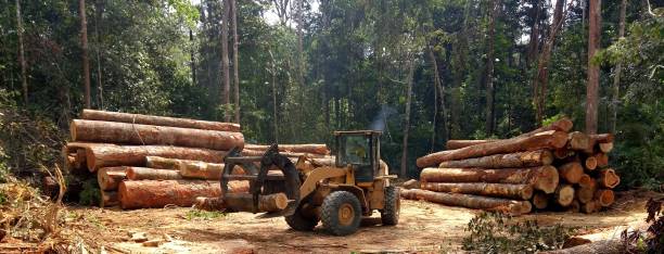 How Our Tree Care Process Works  in  Donna, TX