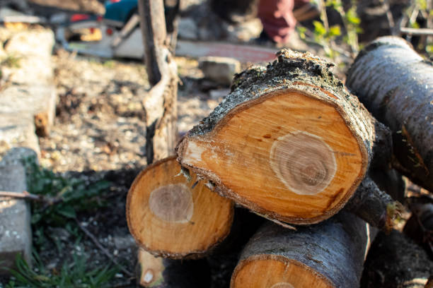 Best Storm Damage Tree Cleanup  in Donna, TX