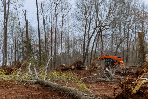 Best Tree Risk Assessment  in Donna, TX