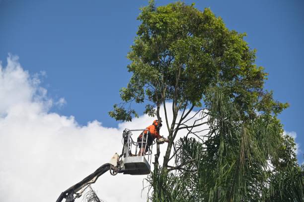 Best Firewood Processing and Delivery  in Donna, TX