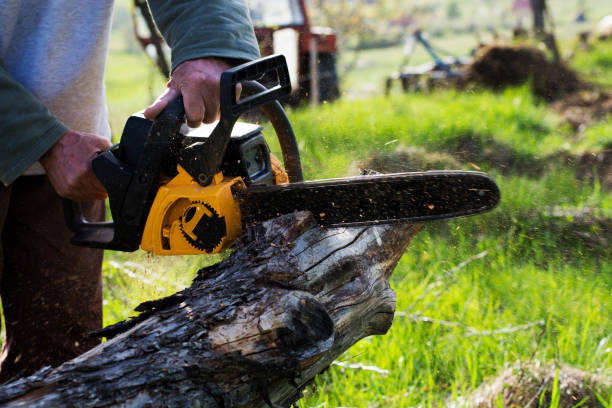 Best Stump Grinding and Removal  in Donna, TX