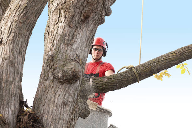 Best Tree Removal  in Donna, TX